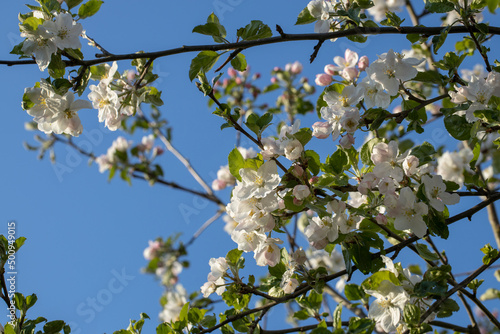 Apple tree blossom. Spring. Flowering. Netherlands