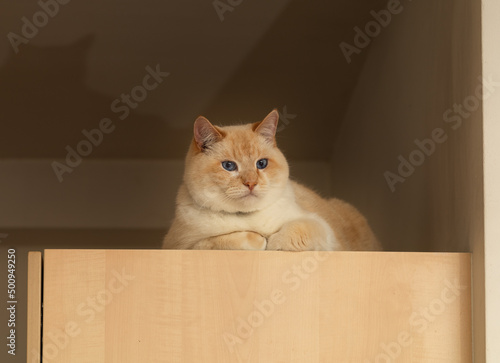 fat beautiful red and white happy cat is lying on kitchen set