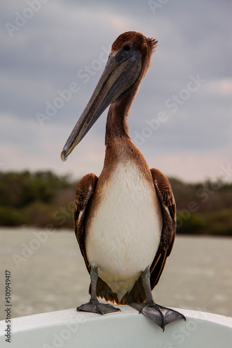 Brown pelican (Pelecanus occidentalis) sitting on a boat in the Rio Lagartos River, which is part of a natural reserve in Yucatan Peninsula, Mexico. 