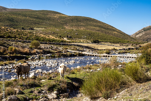 Cows in the Gredos mountains at the platform of gredos to the lake Avila Castile Leon Spain