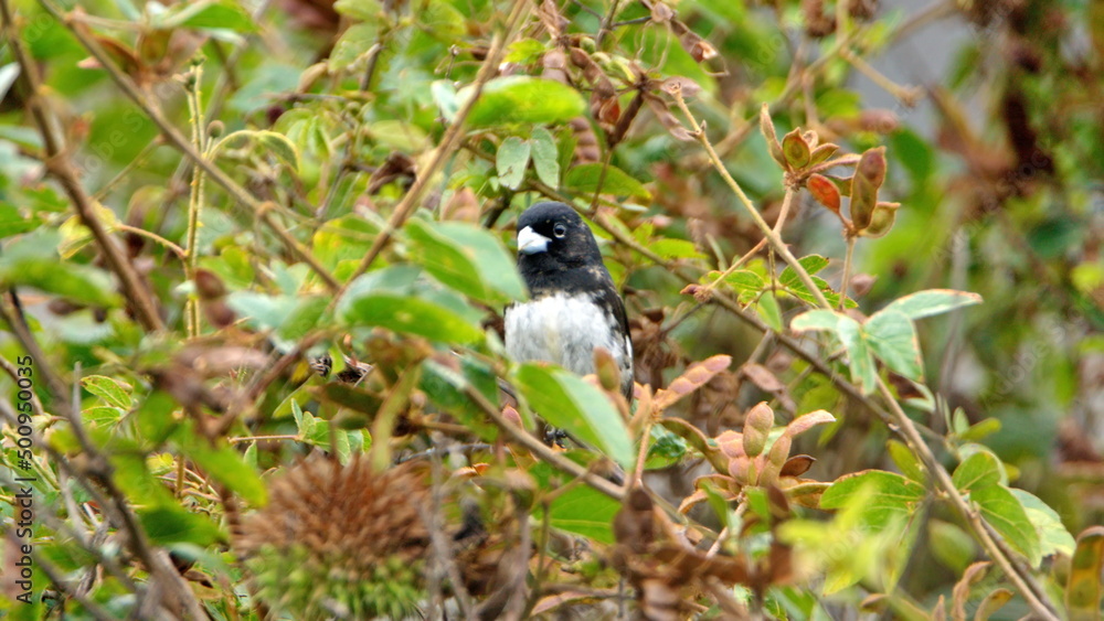 Black-and-white seedeater (Sporophila luctuosa) in the bushes in Cotacachi, Ecuador Black-and-white seedeater (Sporophila luctuosa) in the bushes in Cotacachi, Ecuador