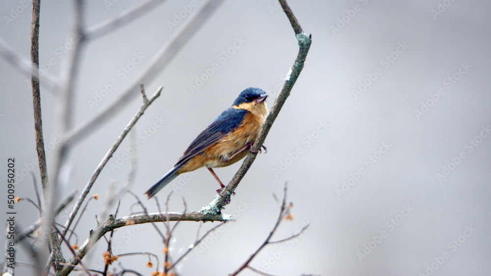 Rusty flowerpiercer (Diglossa sittoides) perched on a stick in the bushes, in a field in Cotacachi, Ecuador Rusty flowerpiercer (Diglossa sittoides) perched on a stick in the bushes, in a field in Cotacachi, Ecuador
