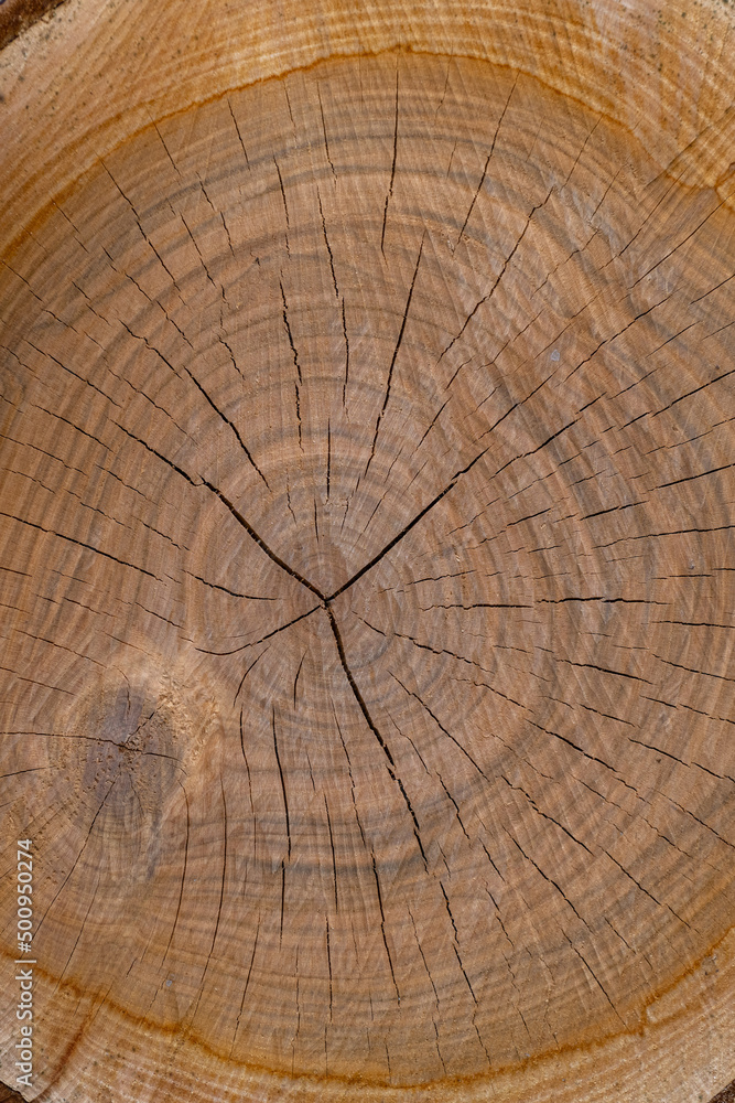Fototapeta premium A close-up of a cherry wood cross section.