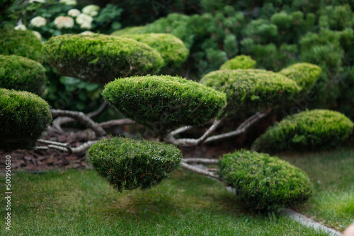 Garden bonsai, juniper niwaki. garden topiary art