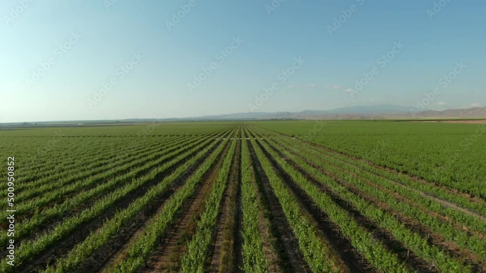 Seeming endless straight rows of green crops on fertile farmland in Southern California Seeming endless straight rows of green crops on fertile farmland in Southern California