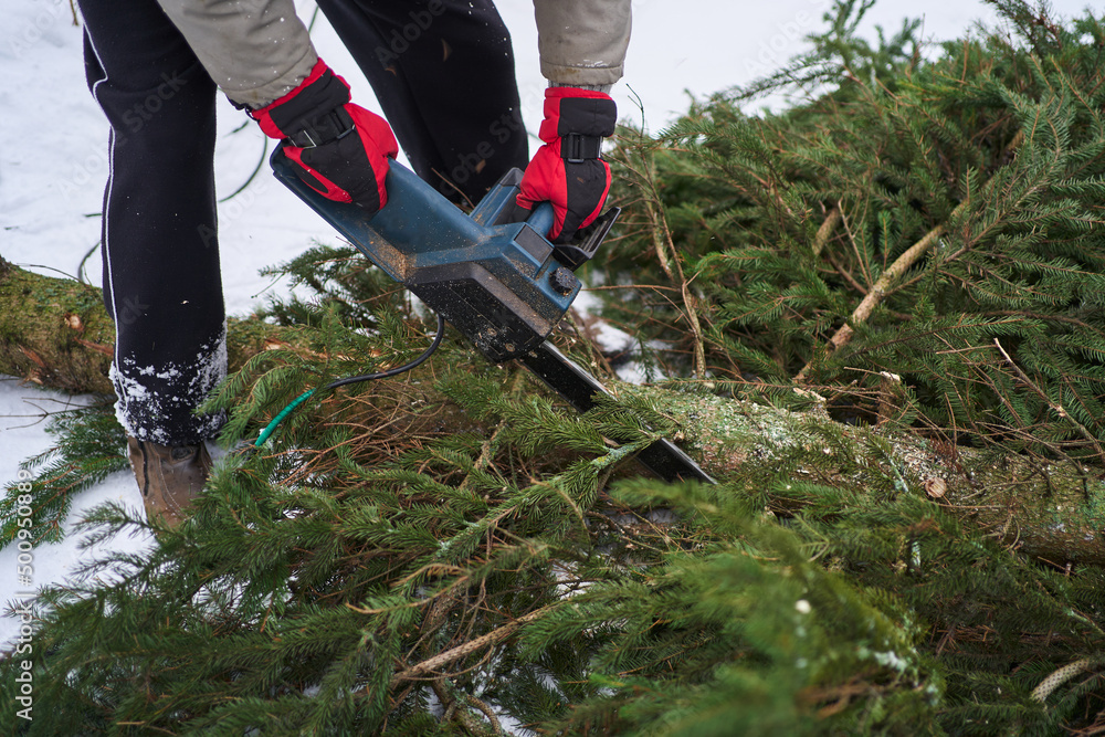 Obraz premium male hands in gloves with a chainsaw cut down branches on a fallen spruce in the winter on the snow