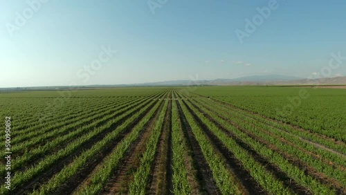 Seeming endless straight rows of green crops on fertile farmland in Southern California 