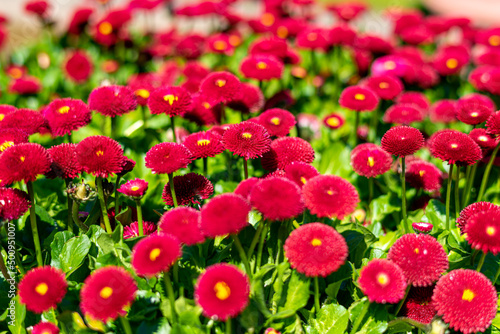 Red english daisy blooms in spring in the urban park Planten un Blomen in the heart of the city of Hamburg. The park is a very popular green space with a great variety of gardens and plants