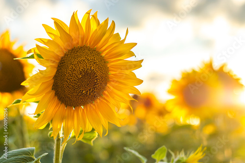 Fototapeta Naklejka Na Ścianę i Meble -  Field of yellow sunflowers on a sunny day.