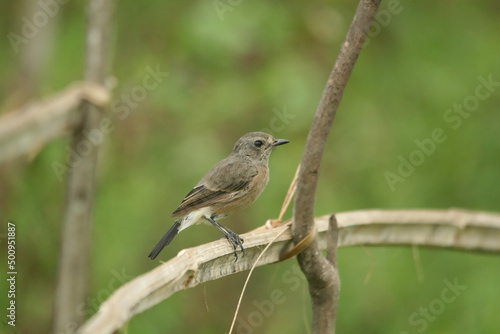 Female Pied Bushchat perched on a branch