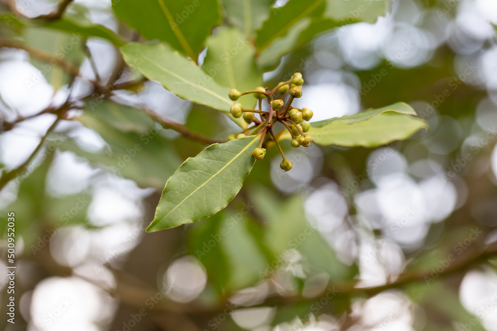 Tropical herb tree - Bay Leaf, the herbal rich of aroma use as ingredient in many foods Tropical herb tree - Bay Leaf, the herbal rich of aroma use as ingredient in many foods