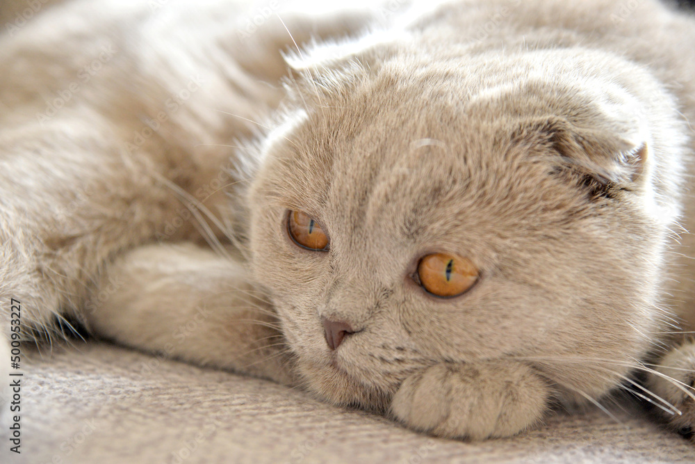 Cute Eyes Scottish Fold Tarcin Cute Eyes Scottish Fold Tarcin