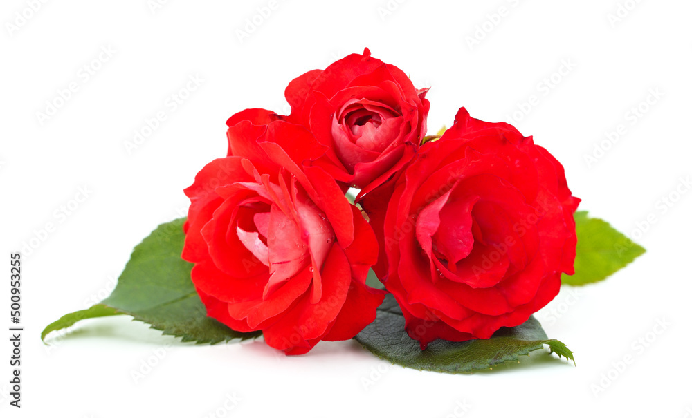 Beautiful red flowers.