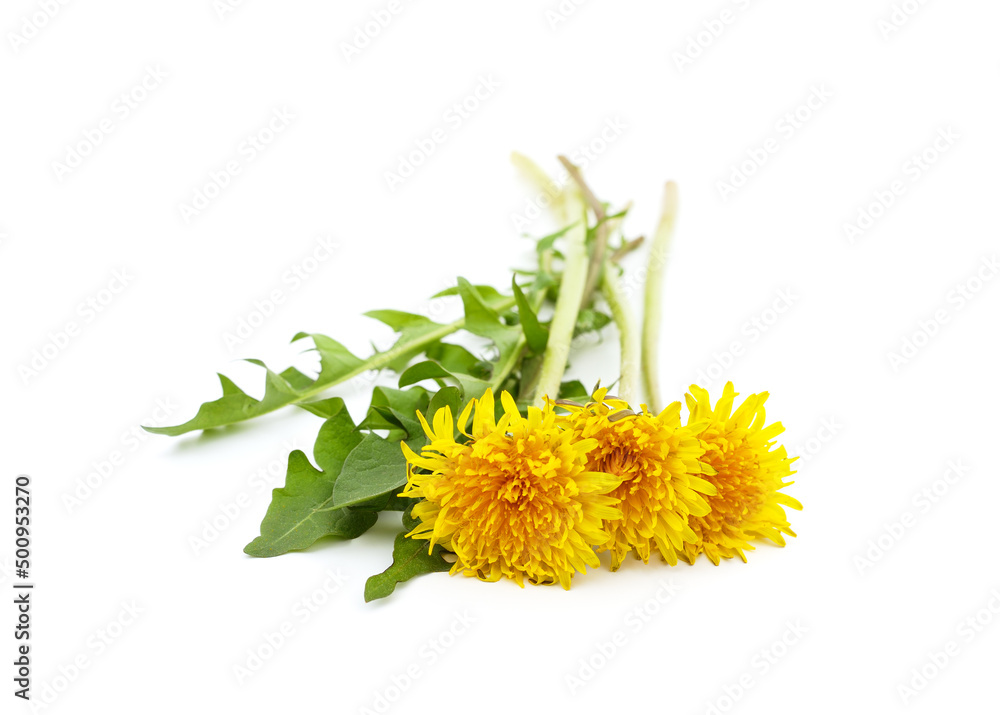 Bouquet of dandelion. Bouquet of dandelion.