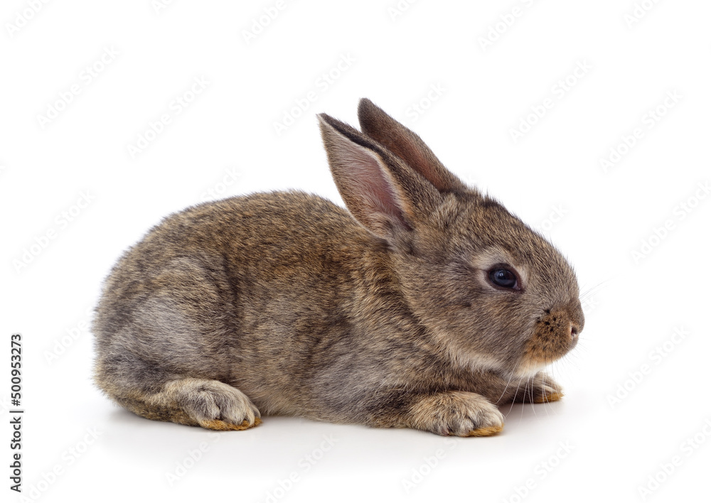 Little gray rabbit is lying. Little gray rabbit is lying.