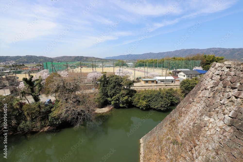 三重県　伊賀上野城の桜