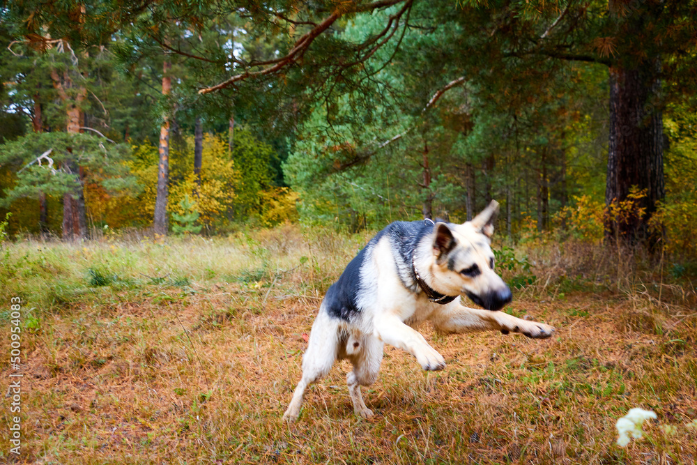 Dog German Shepherd outdoors in a summer or autumn day on a field and forest with trees arround. Russian guard dog Eastern European Shepherd in nature lanscape
