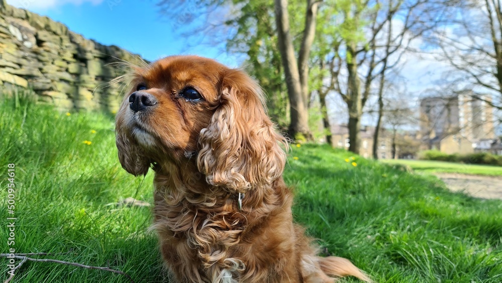 english cocker spaniel english cocker spaniel