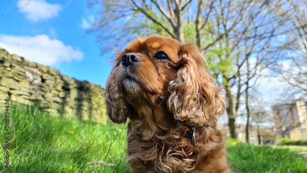 english cocker spaniel dog