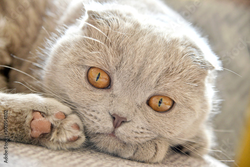 Cute Eyes Scottish Fold Tarcin photo