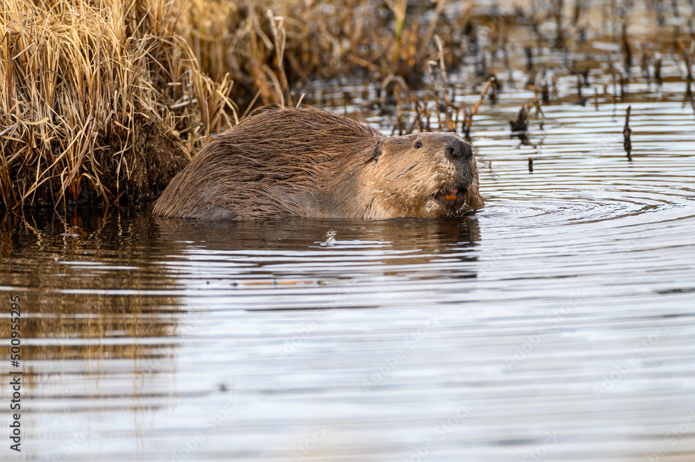 A large beaver in water showing teeth A large beaver in water showing teeth