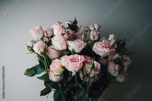 pink roses on white background 