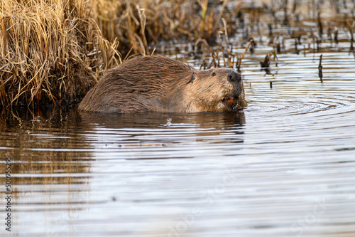A large beaver in water showing teeth © dpep