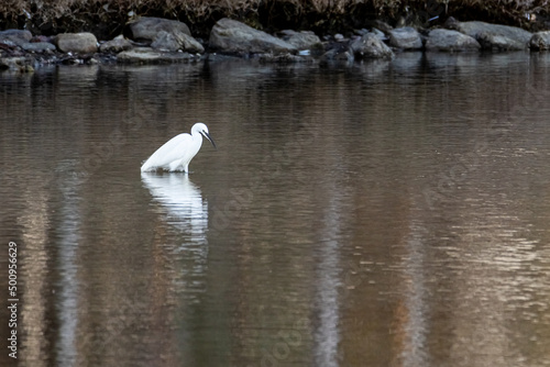 Bird on the water