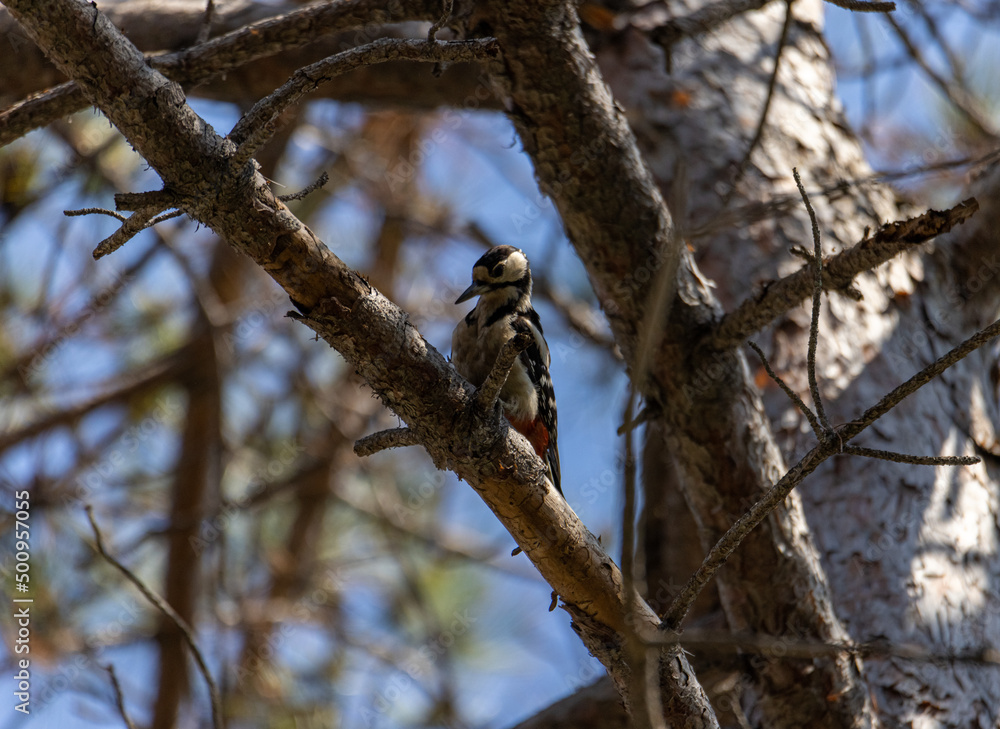 spotted woodpecker spotted woodpecker