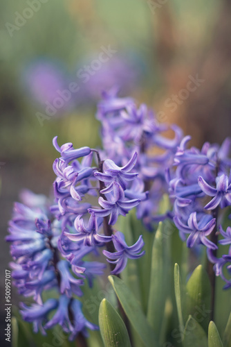 Photo of blooming hyacinth flowers in a flower bed.