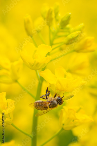 Honey bee in canola flower