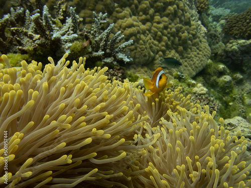 anemonefish