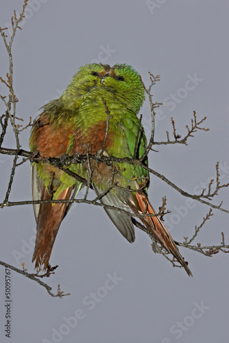 Couple of Austral Parakeet green with red, Enicognathus ferrugineus, austral conure, or emerald parakeet in Nation Park Torres del Paine in Patagonia in Chili. High quality photo photo