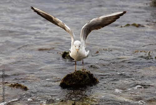 seagull in flight