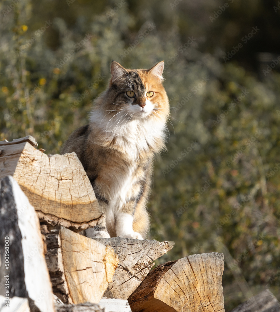 Obraz premium Beautiful cat with three color coat sitting on log of wood in the garden. High quality photo