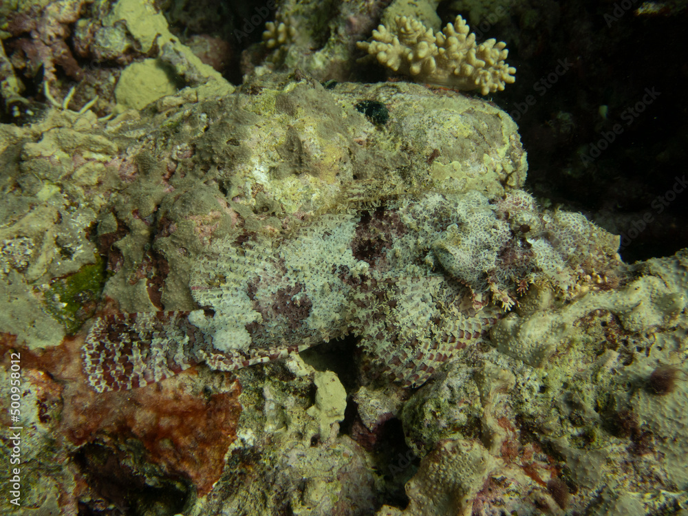 scorpionfish scorpionfish