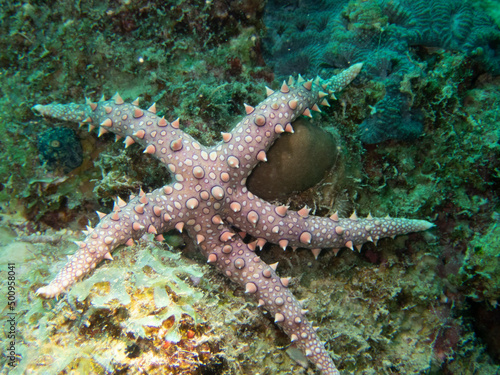 Red Sea Starfish