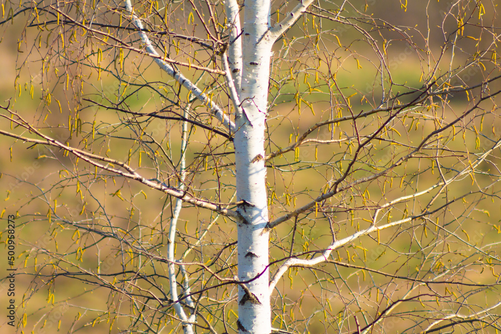 Blooming Birch tree in a sunny spring day. Young bright green leaves on birch tree branches close-up. White birch trunk in focus on a blue sky background. Spring birch in bright sunlight close up. Blooming Birch tree in a sunny spring day. Young bright green leaves on birch tree branches close-up. White birch trunk in focus on a blue sky background. Spring birch in bright sunlight close up.