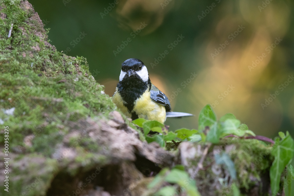 Obraz premium Mésange charbonnière dans la nature - bokeh vert et lumière chaude 