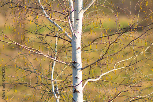 Fototapeta Naklejka Na Ścianę i Meble -  Blooming Birch tree in a sunny spring day. Young bright green leaves on birch tree branches close-up. White birch trunk in focus on a blue sky background. Spring birch in bright sunlight close up.