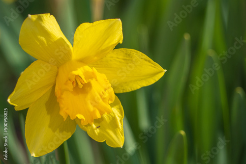 Yellow Narcissus - daffodil on a green background. Yellow Daffodils on a green meadow on a sunny day