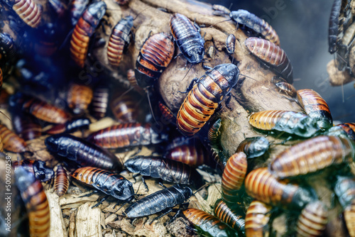 Madagascar hissing cockroach photo