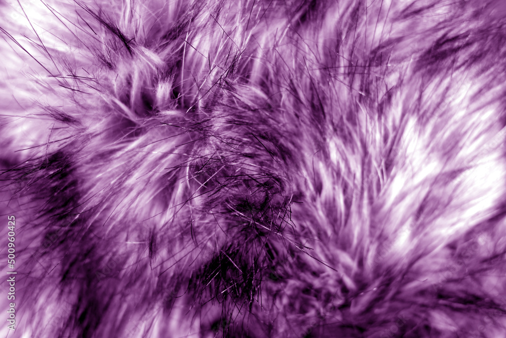 Obraz premium Animal fur close up in purple tone.