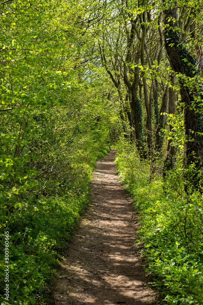 path in the woods