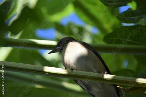 Fotografija turdus amaurochalinus perched on a papaya branch tree nadir portrait