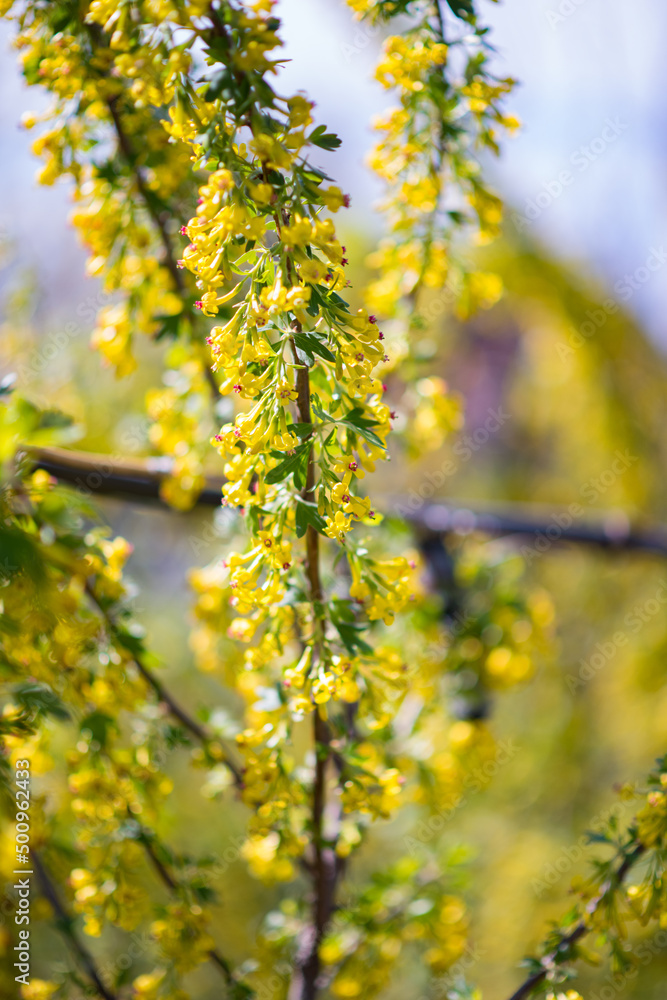 currant blossoms currant blossoms