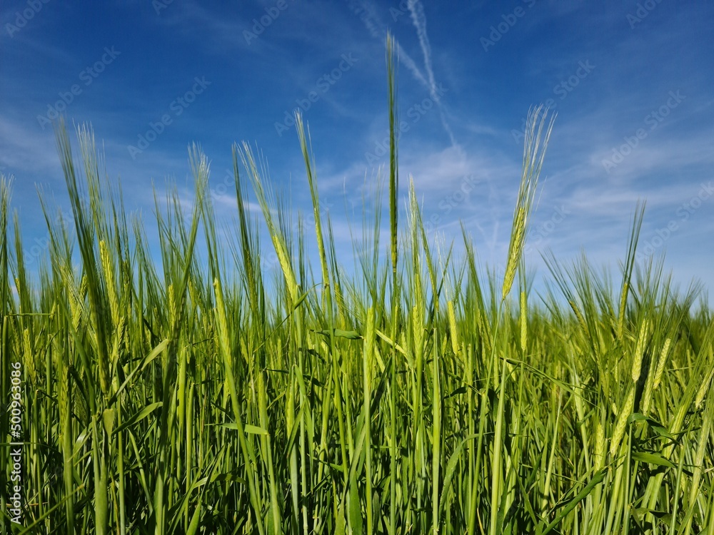 Campo de trigo en verde