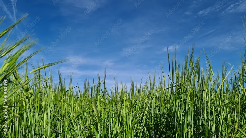 Campo de trigo en verde