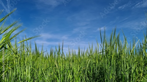 Campo de trigo en verde
