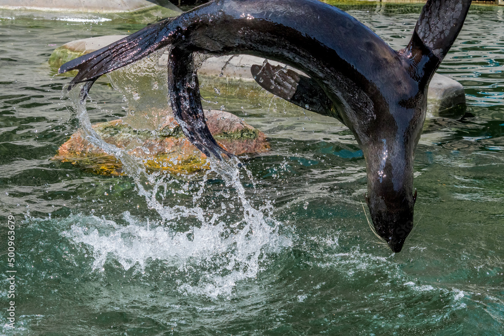 Fototapeta premium Northern Fur Seal (Callorhinus ursinus)